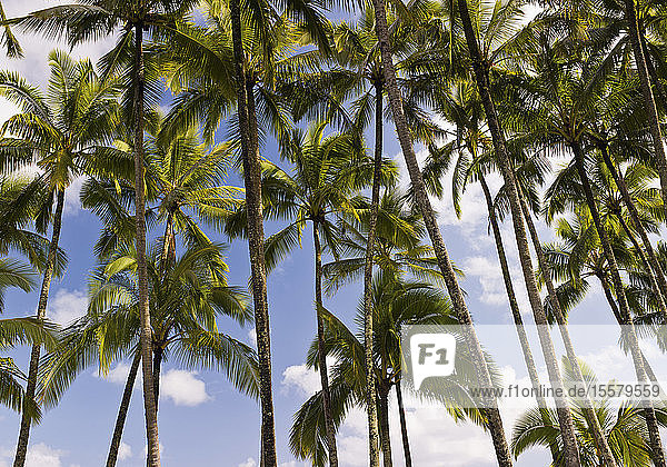 USA  Hawaii  Ansicht einer Palme