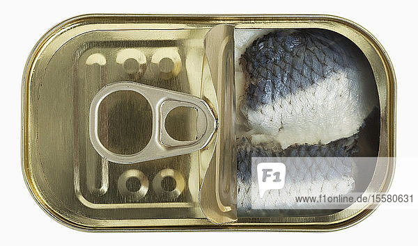 Fisch in der Blechdose auf weißem Hintergrund, Nahaufnahme