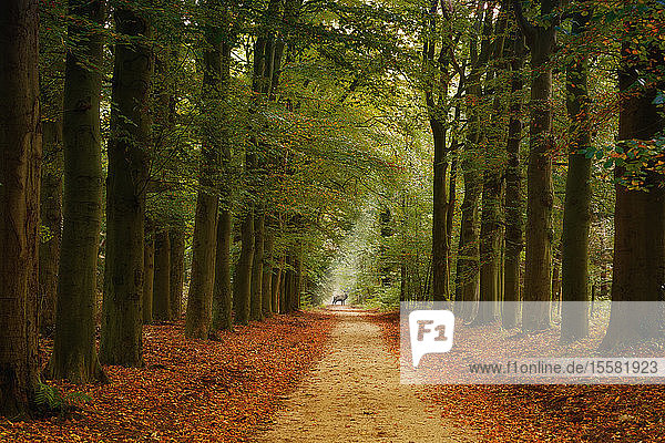 Deutschland  Waldweg und Hirsche im Herbst