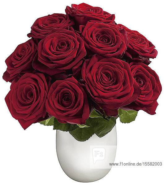 Rote Rosen in Blumenvase auf weißem Hintergrund  Nahaufnahme