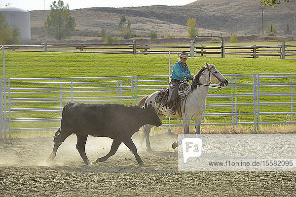 USA  Wyoming  Cowboy-Rinder hüten