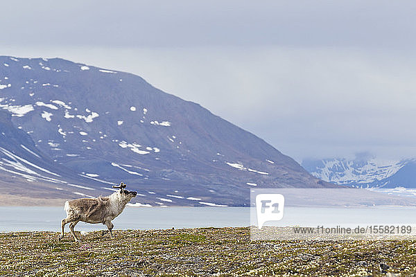Europa  Norwegen  Spitzbergen  Spitzbergen  Spitzbergen  auf Gras laufende Rentiere
