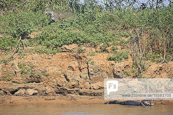 Südamerika  Brasilia  Mato Grosso do Sul  Pantanal  Fluss Cuiaba  Jaguar  Panthera onca und Yacare Kaiman  Caiman yacare