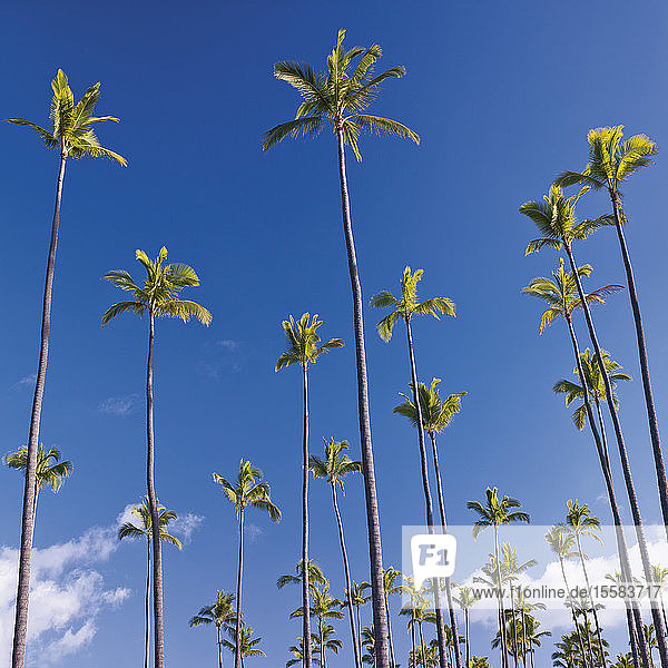 USA  Hawaii  Kauai  Ansicht der Palme