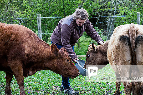 Frau  die auf einem Bauernhof zwei braune Kühe füttert.