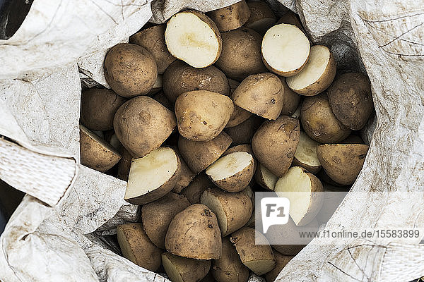 Hochwinkel-Nahaufnahme eines Sacks Kartoffeln für die Pflanzung im Frühjahr.