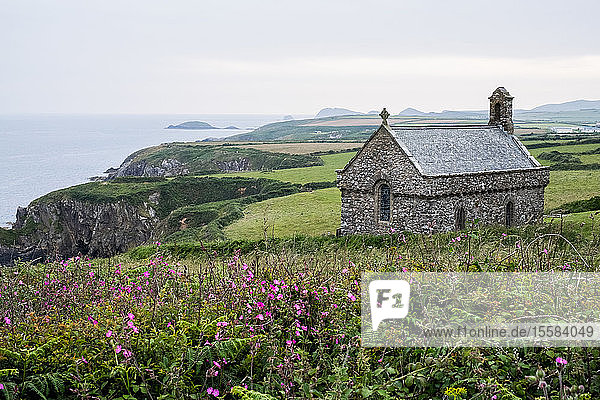 Rosa Blumen und St. Non's Chapel und Holy Well  St. Davids  Küste von Pembrokeshire  Wales  UK.