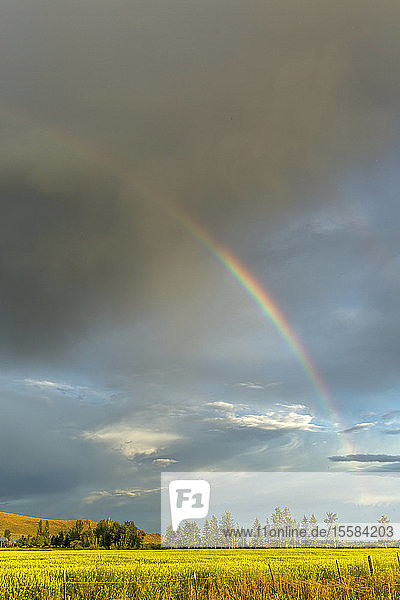 Regenbogen über einem Feld in Picabo  Idaho  USA