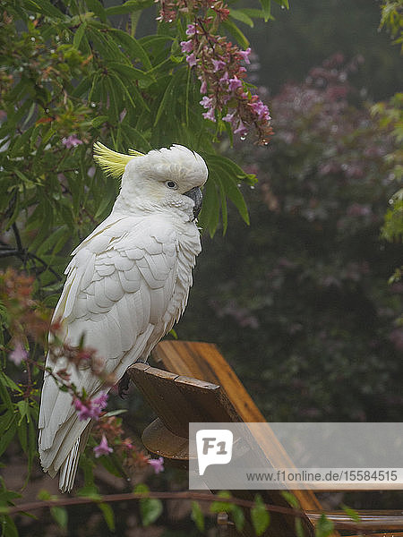 Cockatoo on wooden chair in garden in Katoomba  Australia