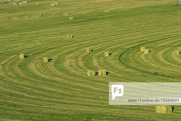 Hay bales in field in Picabo  Idaho  USA