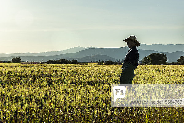 Silhouette of farmer in crop field in Picabo  Idaho  USA