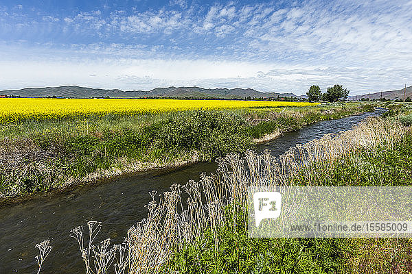 River by rapeseed field in Bellevue  Idaho  USA