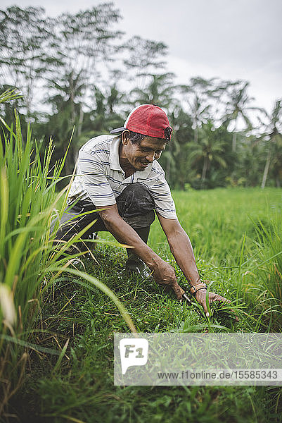 Landarbeiter mit Sense in Bali  Indonesien
