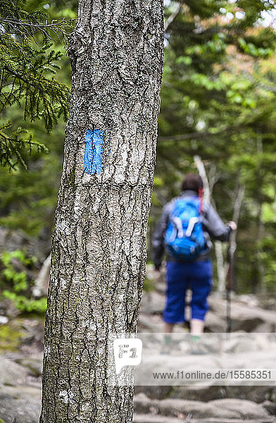 Frau wandert hinter Markierung auf Baumstamm