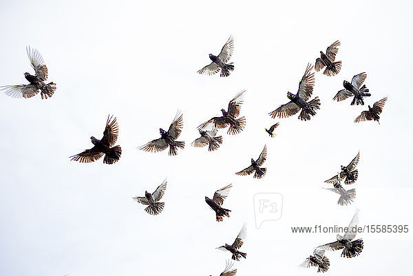 Vogelschwarm fliegt bei klarem Himmel