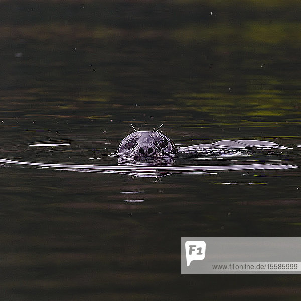 Neugierige Robbe an der Wasseroberfläche  Squamish River  Howe Sound  Kanada