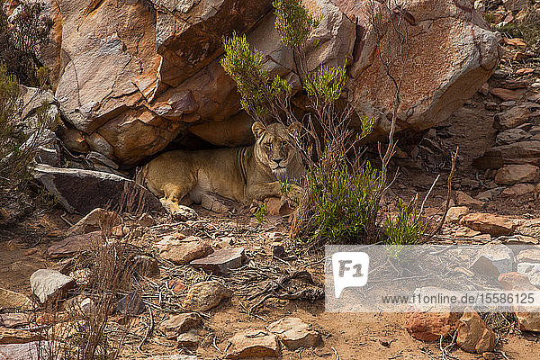 Löwin rastet unter Felsbrocken  Touws River  Westkap  Südafrika