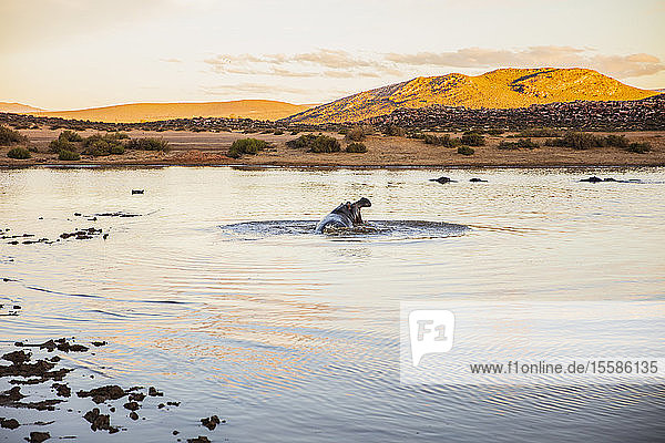 Flusspferd mit weit geöffneter Mündung im Fluss  Touws River  Westkap  Südafrika