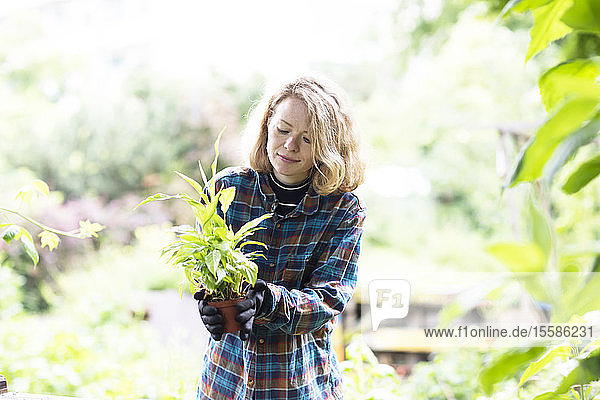 Mittlere erwachsene Frau  die eine Topfpflanze für ihren Garten vorbereitet  hell erleuchtet