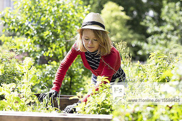 Mittelgroße erwachsene Frau kontrolliert Pflanzen in Hochbeeten in ihrem Garten