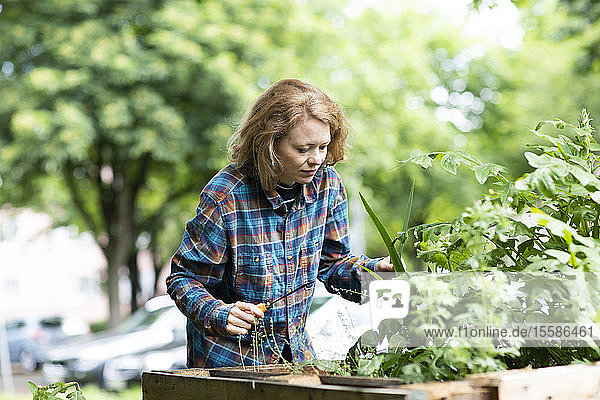 Mittlere erwachsene Frau  die Pflanzen in ihrem Garten pflegt