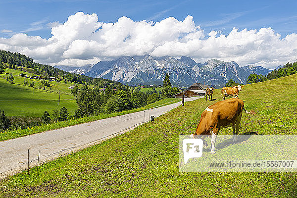 Panoramic view of grazing cattle  mountains and meadows near Untertal  Schladming  Styria  Austrian Tyrol  Austria