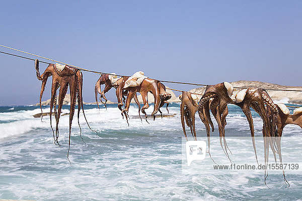 Drying Octopus Mandrakia Village Milos Island Cyclades Group Greek Islands Greece
