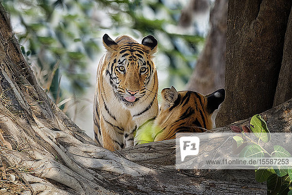 Zwei junge bengalische Tiger (Panthera tigris tigris)  Tadoba Andhari Tiger Reserve  Bundesstaat Maharashtra  Indien