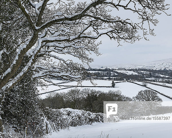 Schneebedeckte Dartmoor-Landschaft im Winter bei South Tawton  Devon  England  Vereinigtes Königreich