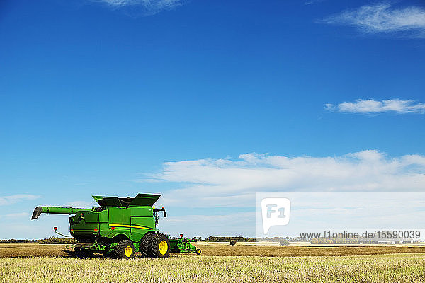 Side view of a combine during a canola harvest; Legal  Alberta  Canada