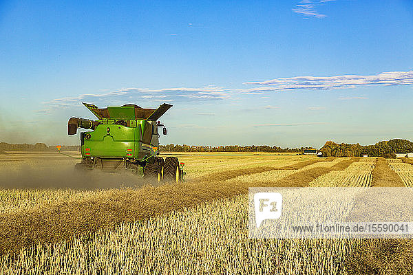 A farmer driving a combine with a nearly full load during a Canola harvest; Legal  Alberta  Canada