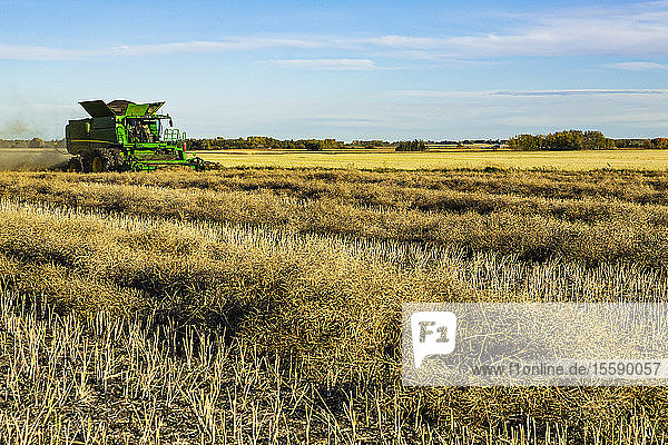 A farmer driving a combine with a nearly full load during a Canola harvest; Legal  Alberta  Canada