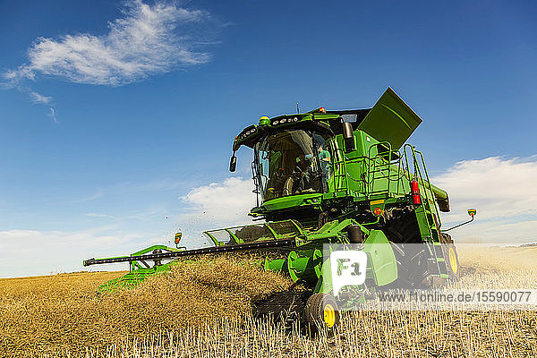 A father and son combining a swathed field during a Canola harvest; Legal  Alberta  Canada