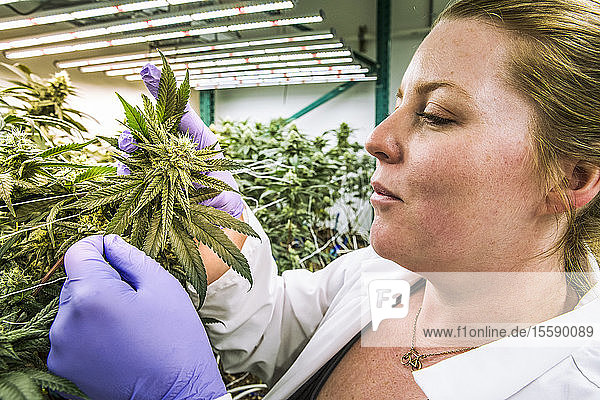 Pflege von Cannabispflanzen in der frühen Blütephase in einem Indoor-Zuchtraum unter künstlicher Beleuchtung; Cave Junction  Oregon  Vereinigte Staaten von Amerika