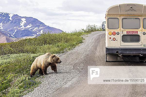 Ein Grizzlybär (Ursus arctos horribilis) und ein Reisebus auf der Denali Park Road im Denali National Park and Preserve im Inneren Alaskas. Bären und Wölfe wandern dort häufig auf der Straße; Alaska  Vereinigte Staaten von Amerika