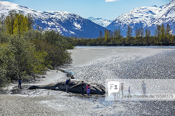 Visitors stop by a beached Gray whale (Eschrichtius robustus) near Portage  Alaska in South-central Alaska. Whale washed out of Turnagain Arm and into the Placer River where it beached; Alaska  United States of America
