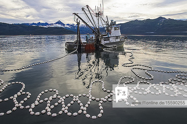 Rosa Lachs Wadenbeißer beim Einholen des Netzes  Unakwik  Prince William Sound  Southcentral Alaska  Sommer