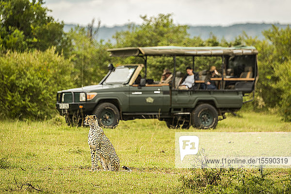 Cheetah (Acinonyx jubatus) sits on grass with safari vehicle and tourists behind  Cottar's 1920s Safari Camp  Maasai Mara National Reserve; Kenya