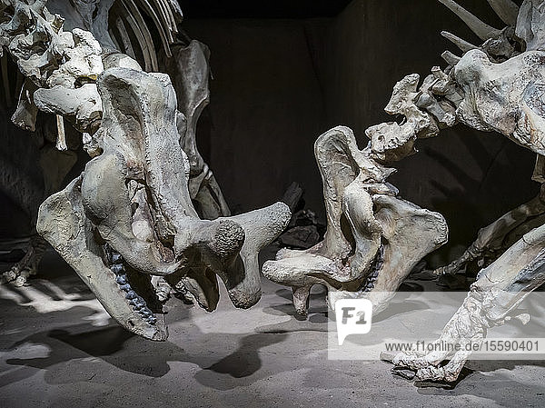 Royal Tyrrell Museum the centre of palaeontological research known for its collection of more than 130 000 fossils; Drumheller Alberta Canada