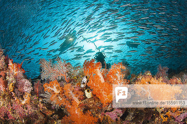 Füsilierschwärme und Alcyonenkorallen dominieren diese Riffszene mit einem Taucher; Komodo  Indonesien