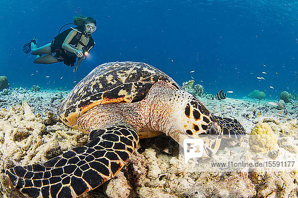 Echte Karettschildkröte (Eretmochelys imbricata)  eine gefährdete Art  und Taucher vor der Insel Bonaire in der Karibik; Bonaire  Niederländische Antillen