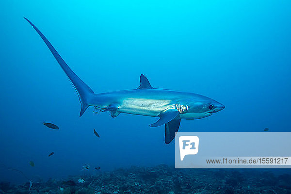 There are three species of thresher sharks all characterized by the unmistakably elongated upper lobes of their tail fin. This one  the pelagic thresher shark (Alopias pelagicus)  comes to Monad Shoal off Malapascua Island in the Philippines to visit cleaning stations on the reef; Malapascua Island  Philippines