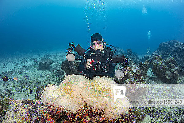 Diver and anemone (Heteractis magnifica) in Goofnuw Channel off the island of Yap; Yap Micronesia.