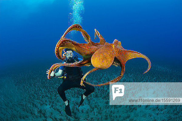 Dieser Taucher hat einen guten Blick auf einen Tagkraken (Octopus cyanea); Hawaii  Vereinigte Staaten von Amerika