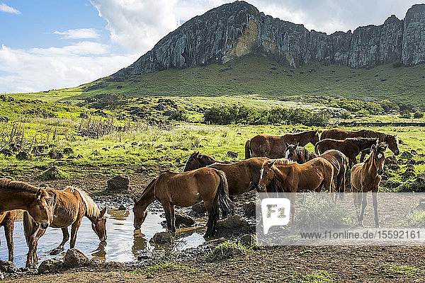 Eine Pferdeherde trinkt aus einem Teich mit einer vulkanischen Klippe im Hintergrund; Osterinsel  Chile