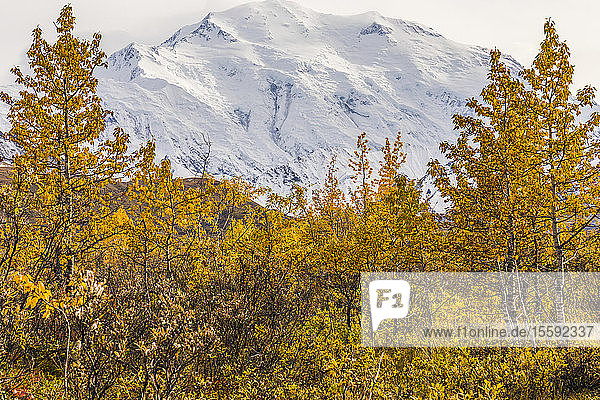 Denali umrahmt von Bäumen im Herbst  Denali National Park and Preserve; Alaska  Vereinigte Staaten von Amerika