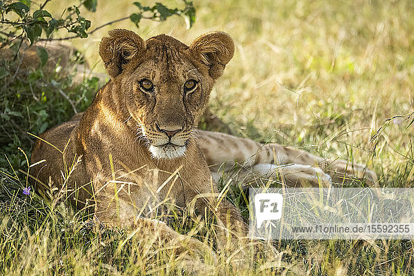 Löwenjunges (Panthera leo) liegt im Schatten des Busches  Grumeti Serengeti Tented Camp  Serengeti National Park; Tansania