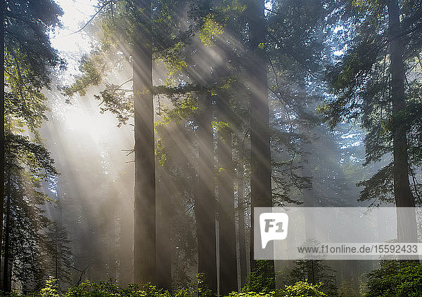 Sonnenstrahlen durch die neblige Luft in einem Wald; Kalifornien  Vereinigte Staaten von Amerika