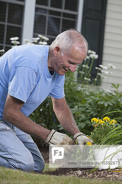 Älterer Mann bei der Vorbereitung der Wurzeln von Ringelblumen zum Einpflanzen in den Garten