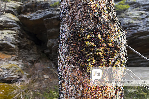 Kranke Rinde mit Saft auf einem Baumstamm; Alaska  Vereinigte Staaten von Amerika